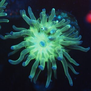 Australian Green Stem Duncan