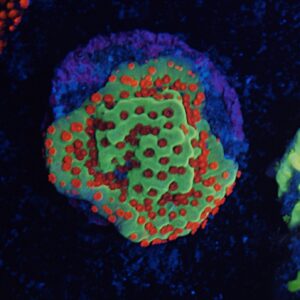 JF Grinch Montipora