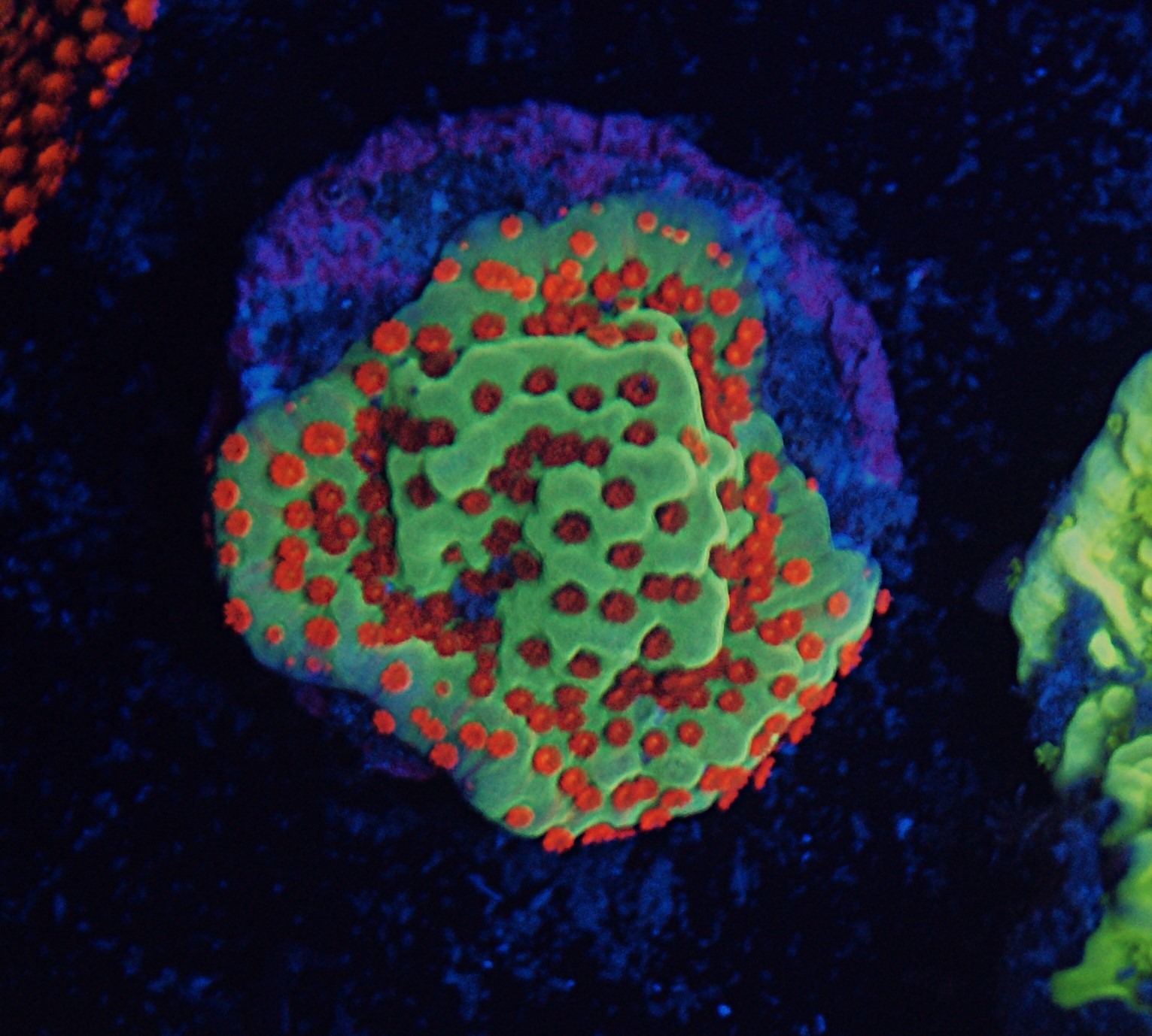 JF Grinch Montipora