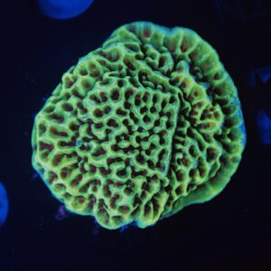 Spongodes Montipora