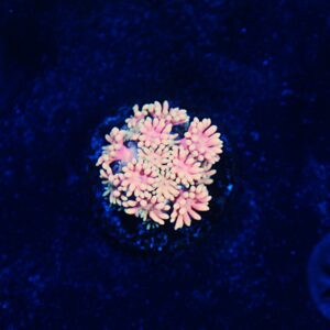 Rainbow Goniopora