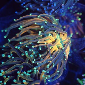 Teal Tip Tiger Torch