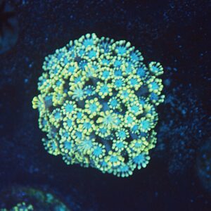 V.A. Global Blue Alveopora