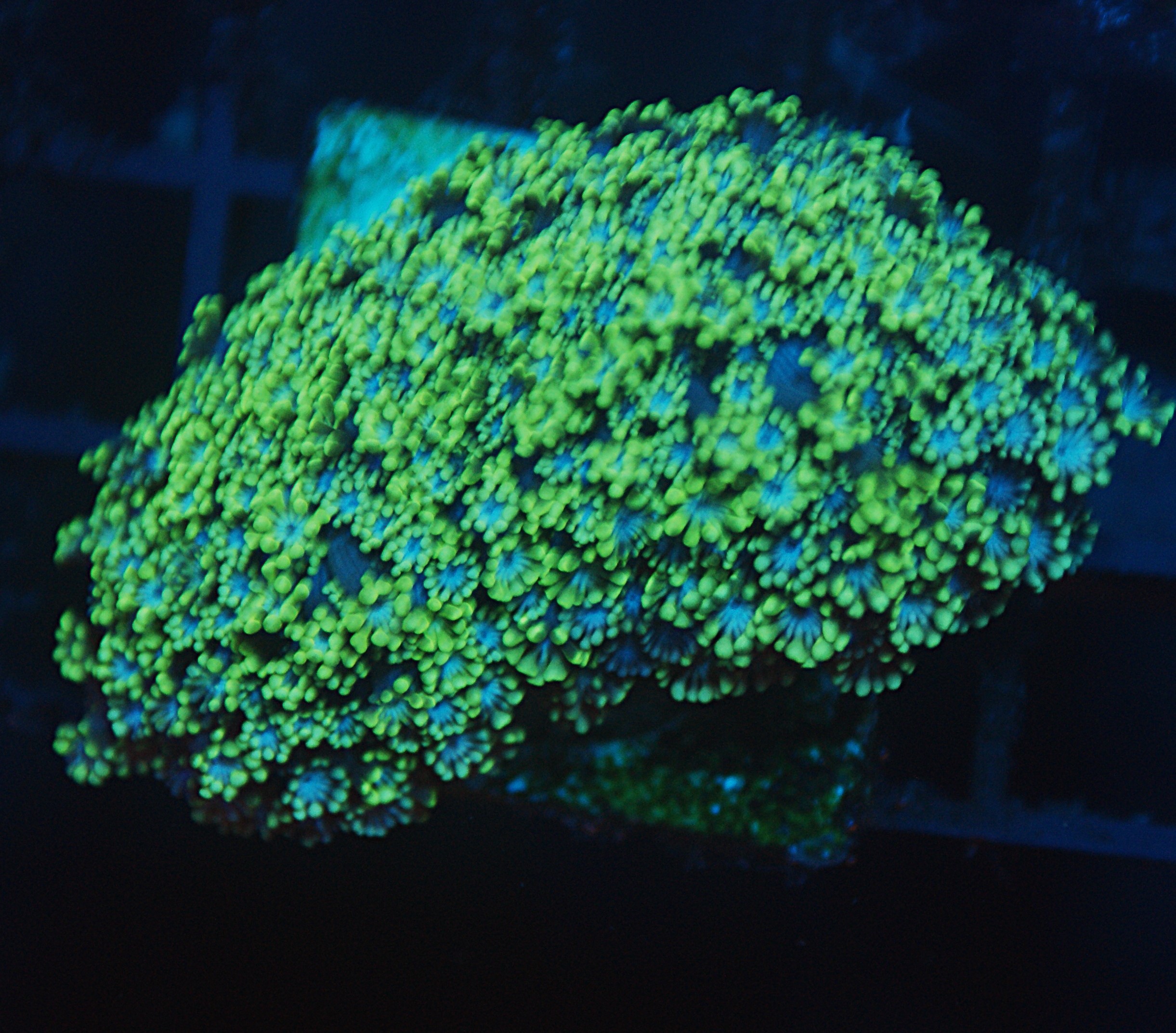 V.A. Earths Ocean Alveopora - Image 2