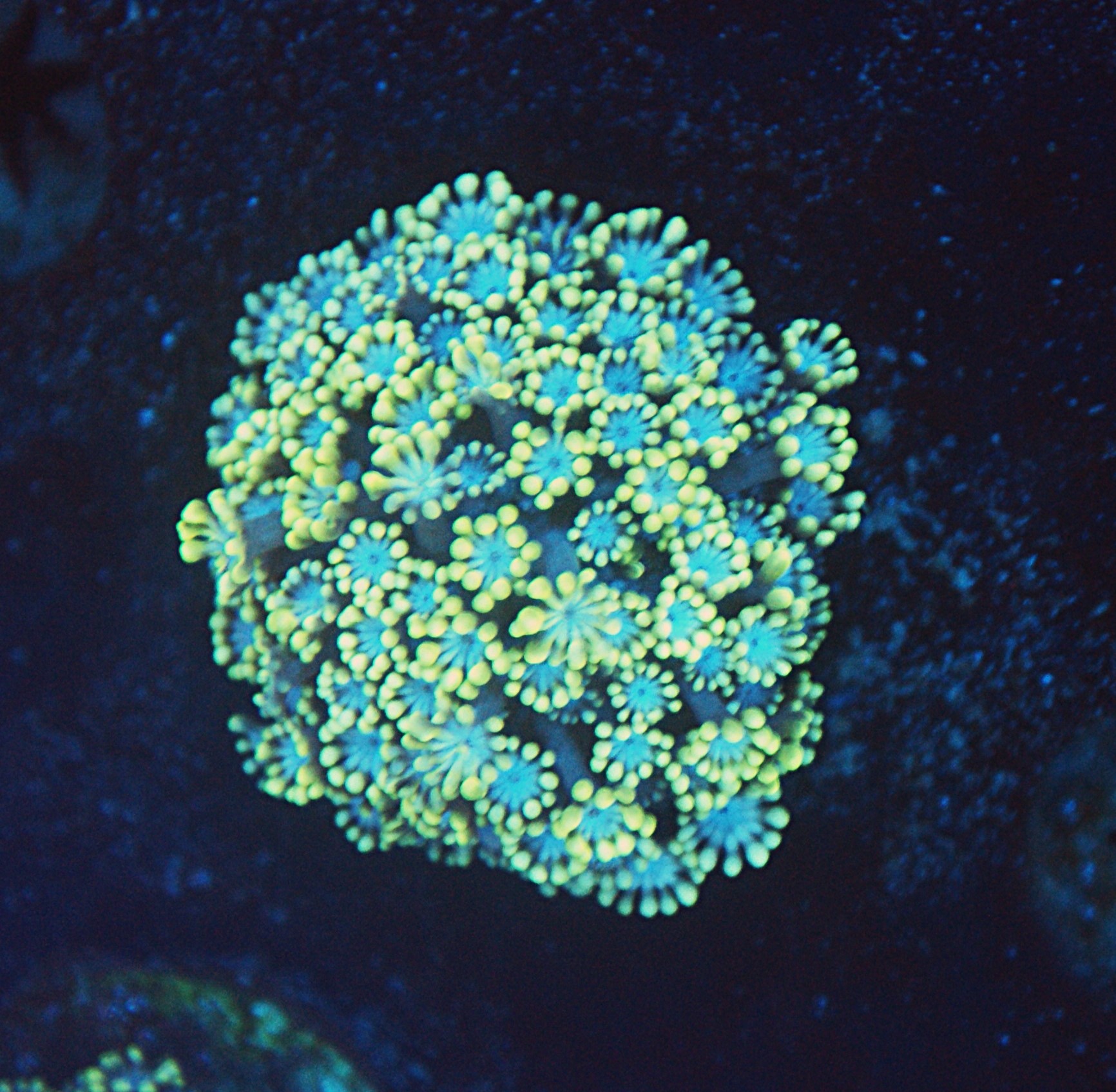 V.A. Earths Ocean Alveopora