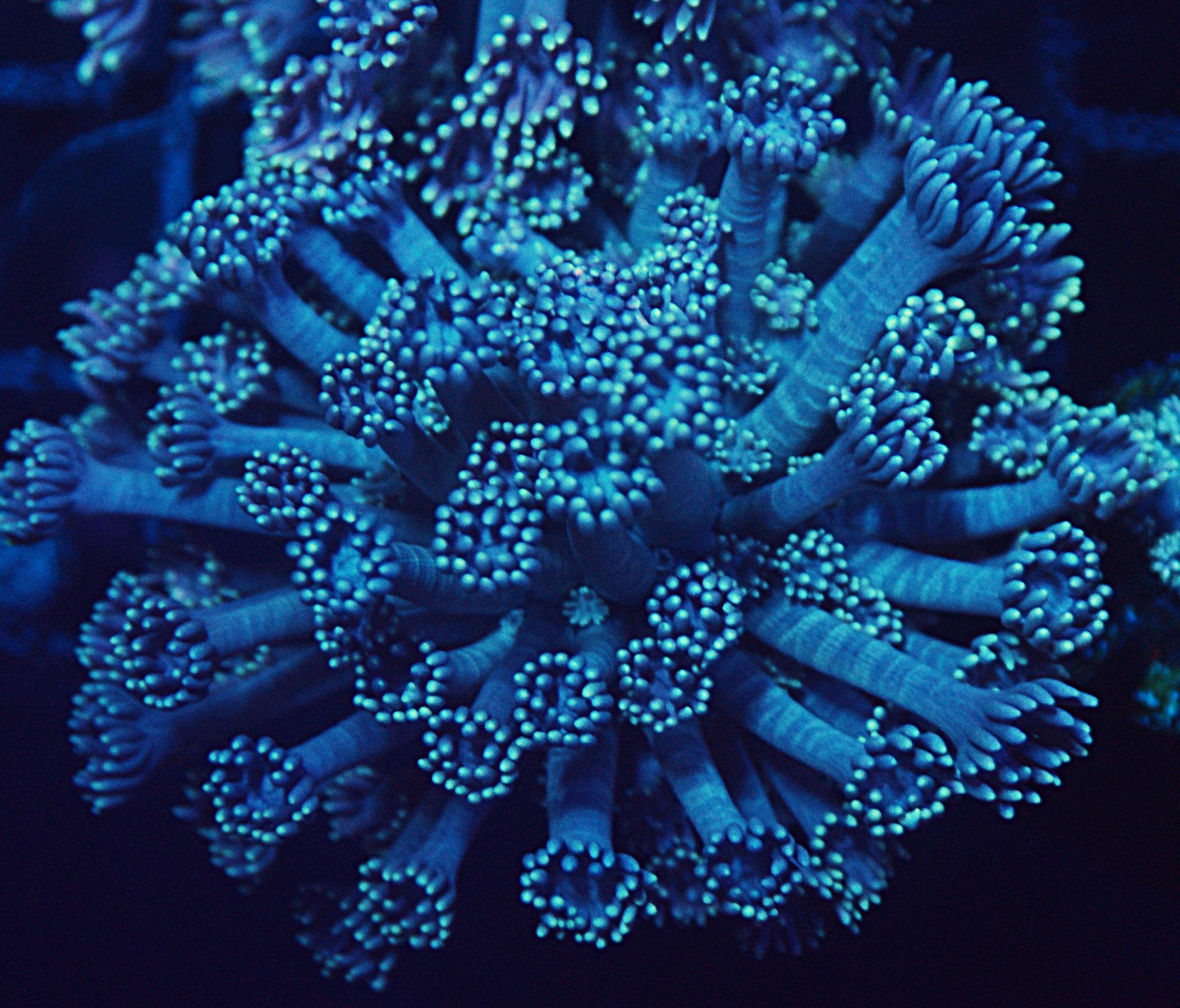 V.A. Blue Beam Goni