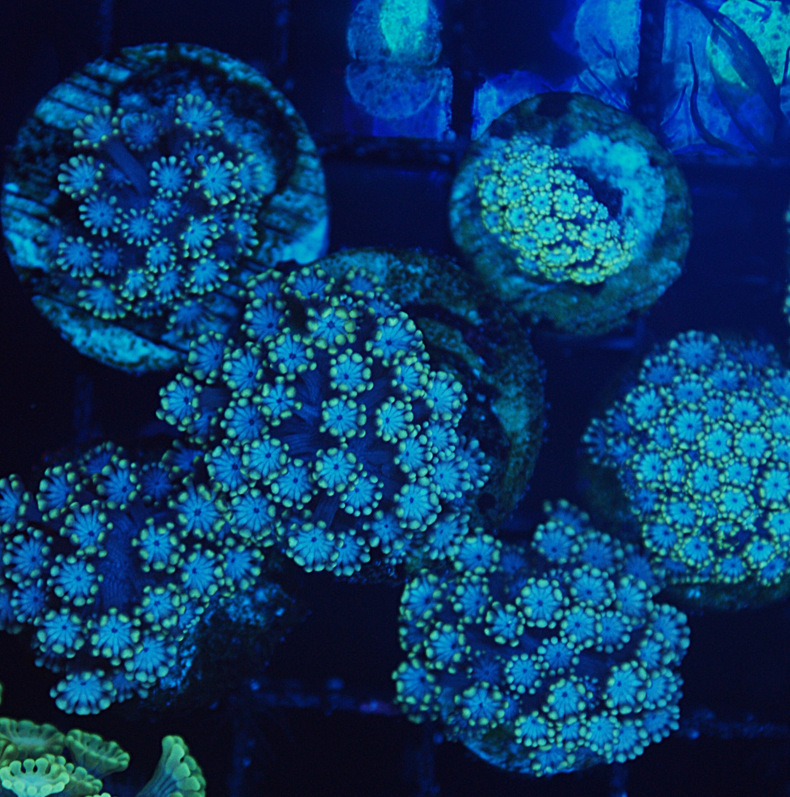 V.A. Earths Ocean Alveopora - Image 3