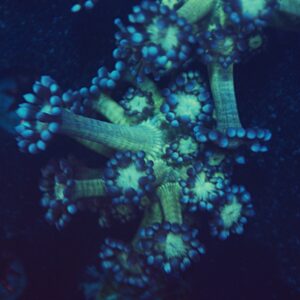 Blue Medusa Goni
