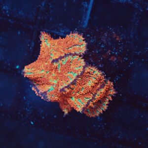 Forest Fire Mushroom