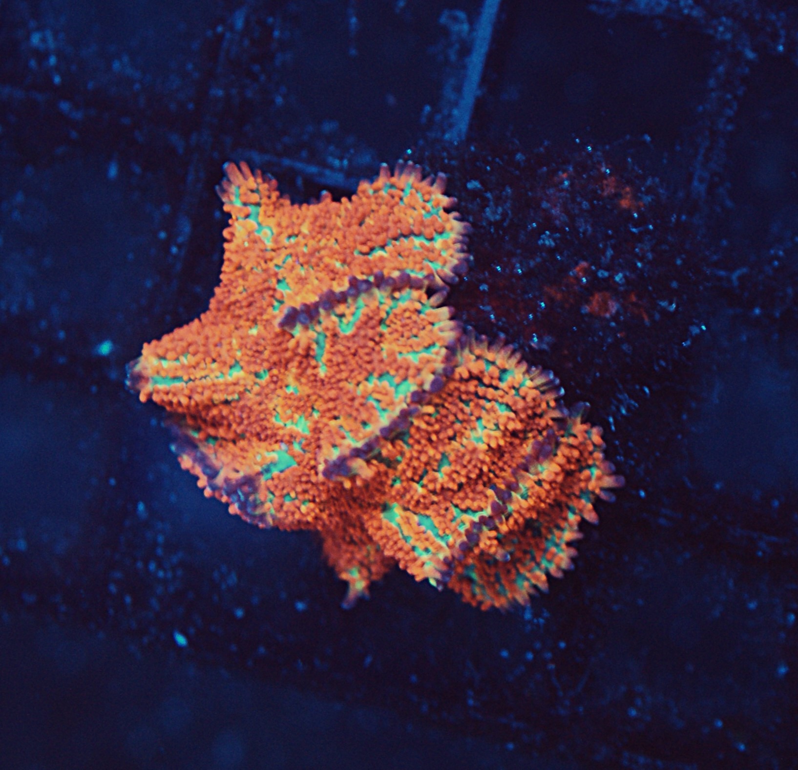 Forest Fire Mushroom