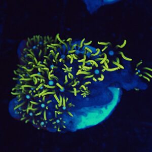 Green Star Polyp (GSP)