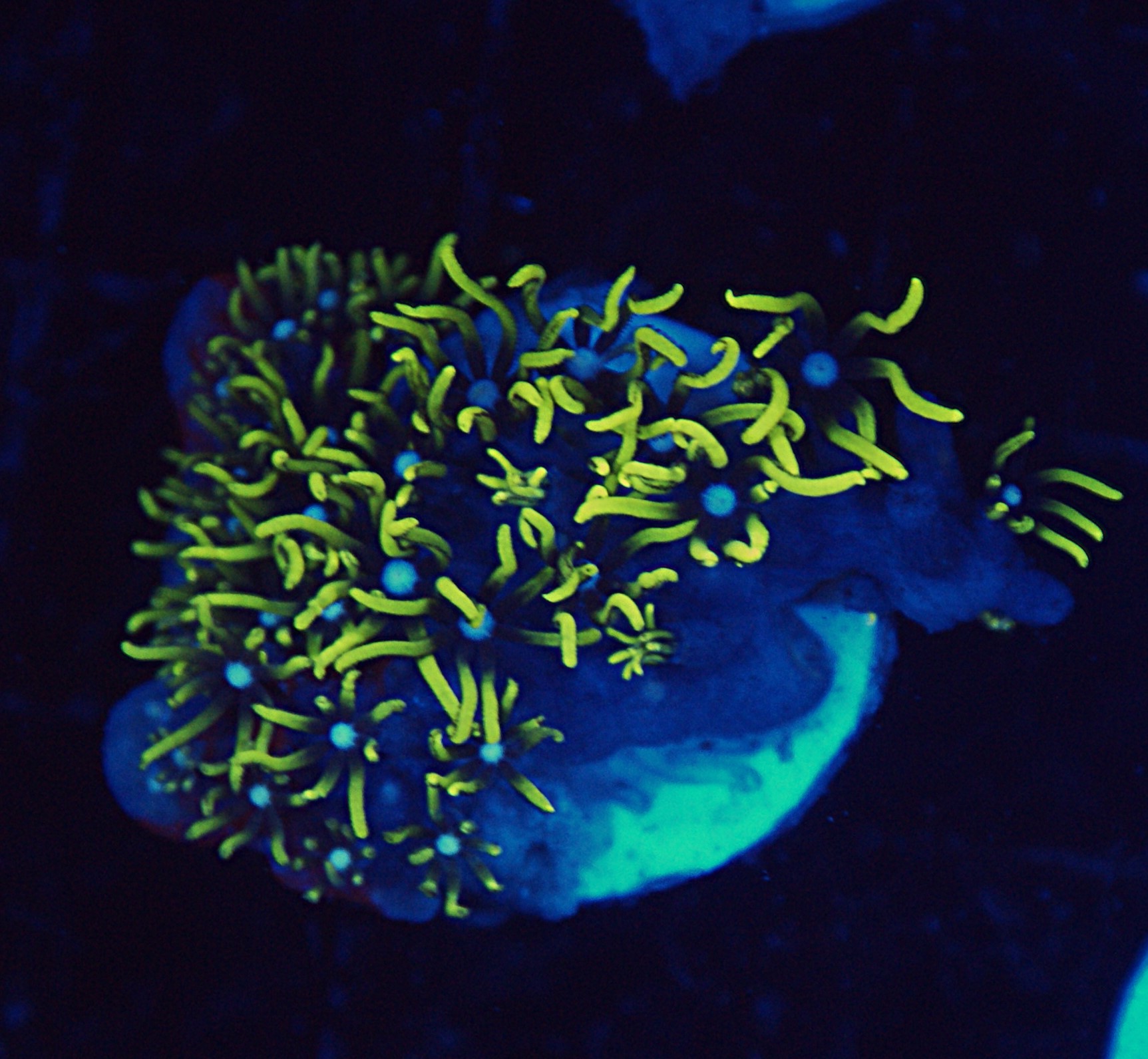 Green Star Polyp (GSP)