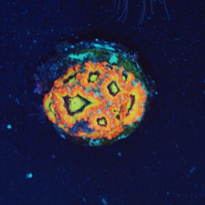 Holy Grail Amakusensis