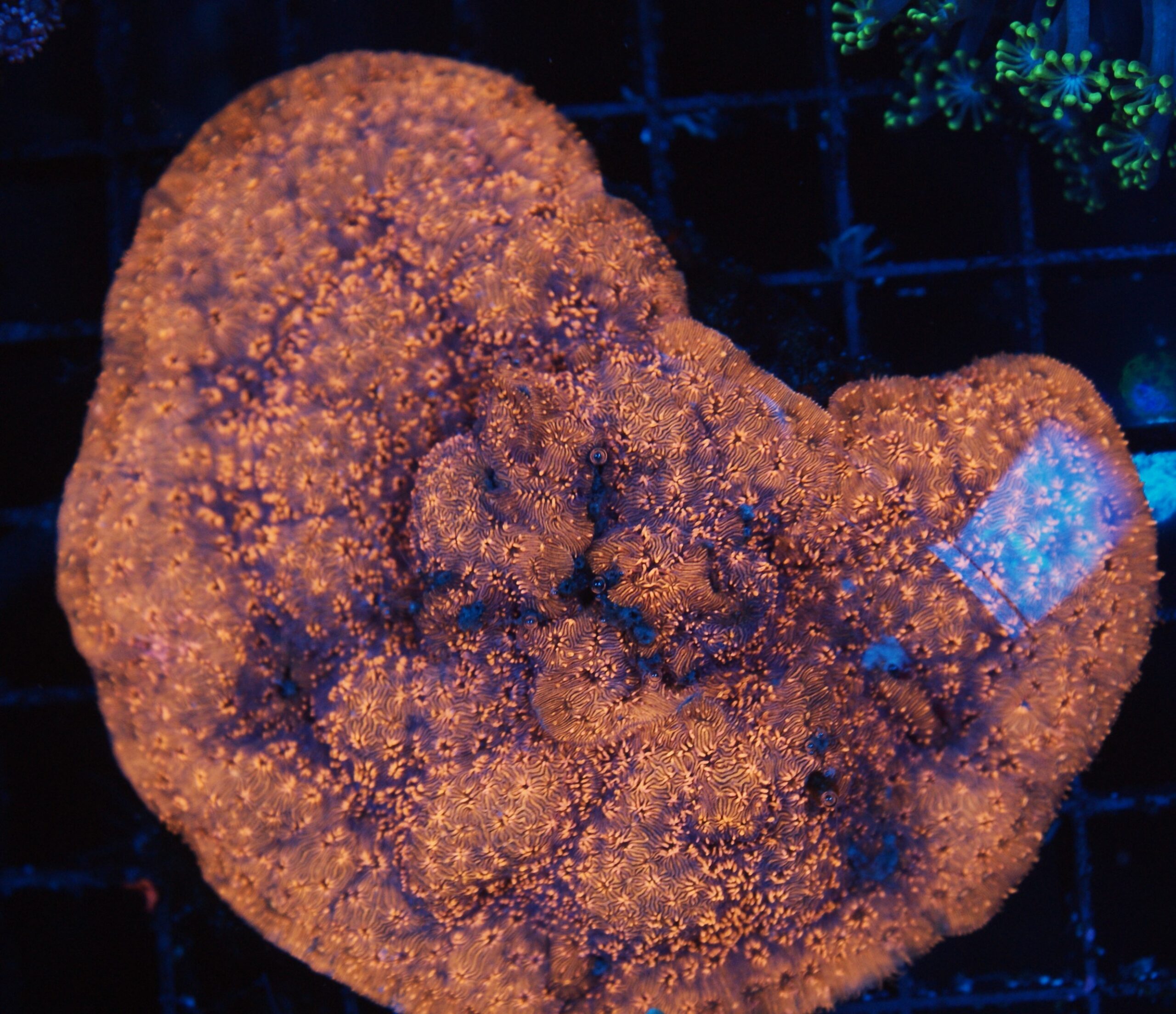 Metallic Orange Pavona - Image 3