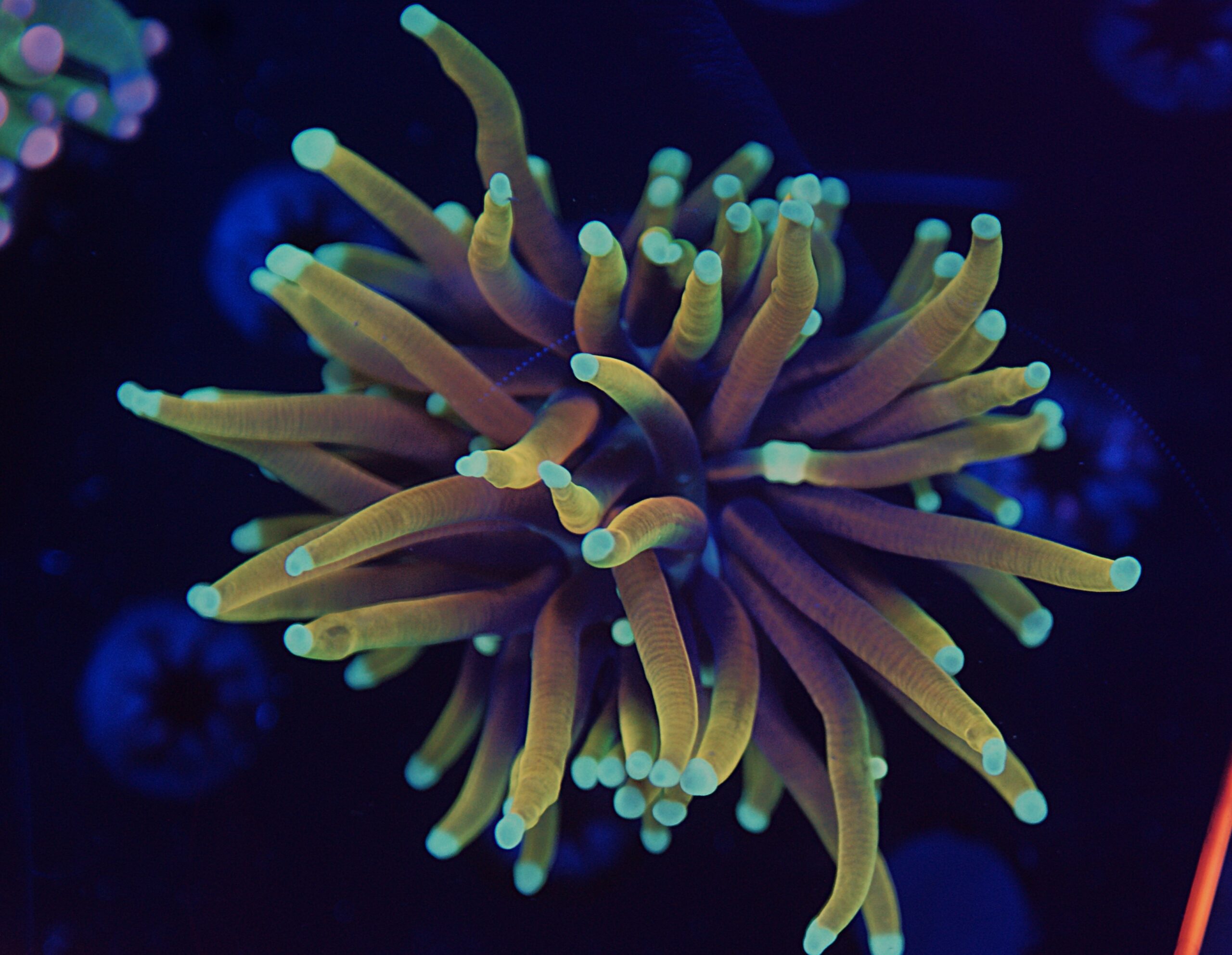 Mint Tip Gold Finger Torch - Image 3