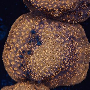 Metallic Orange Pavona