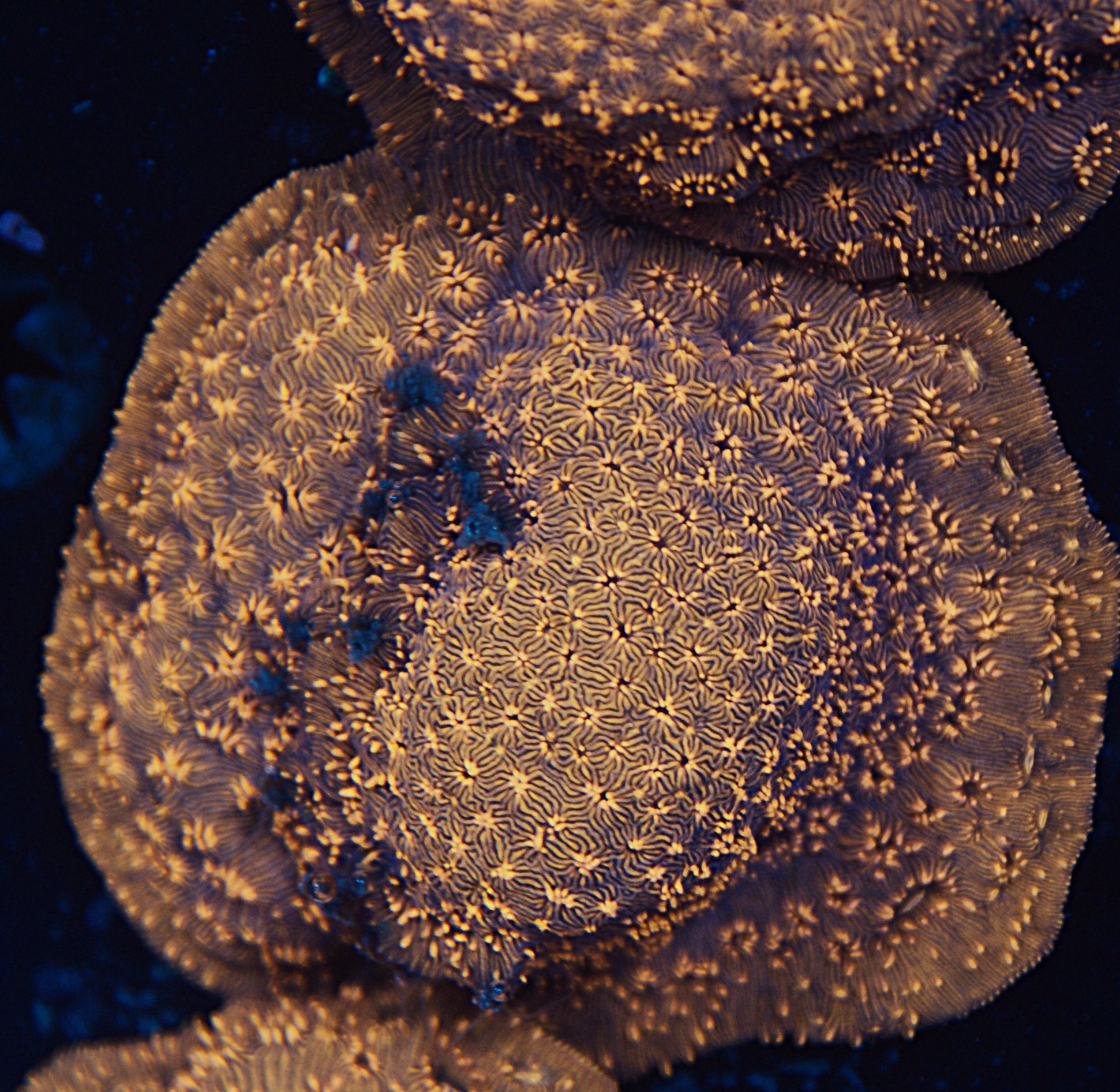 Metallic Orange Pavona