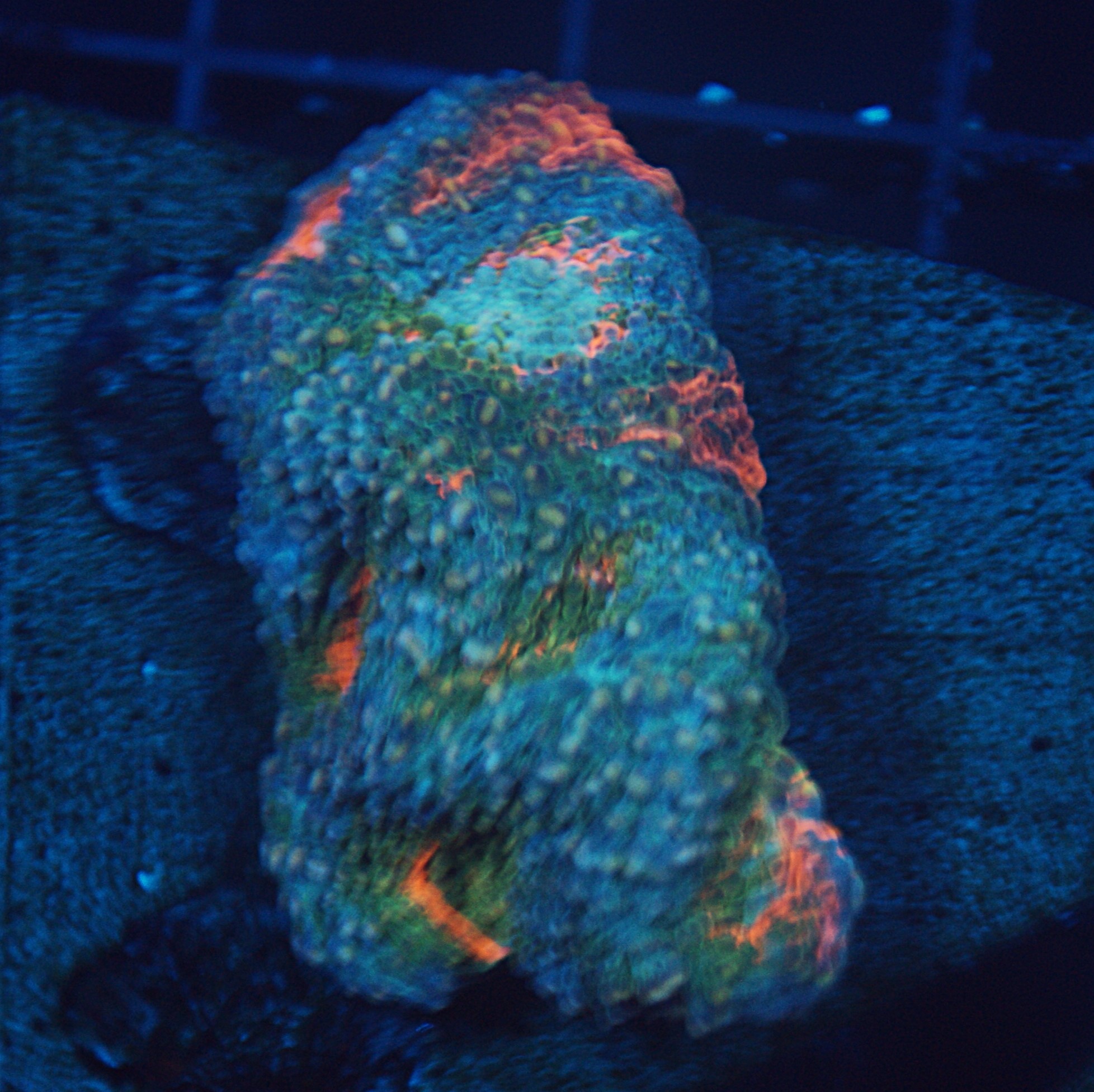 V.A. Mystery Machine Echinata - Image 3