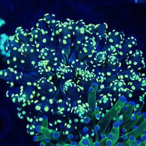 Yellow Jacket Frogspawn