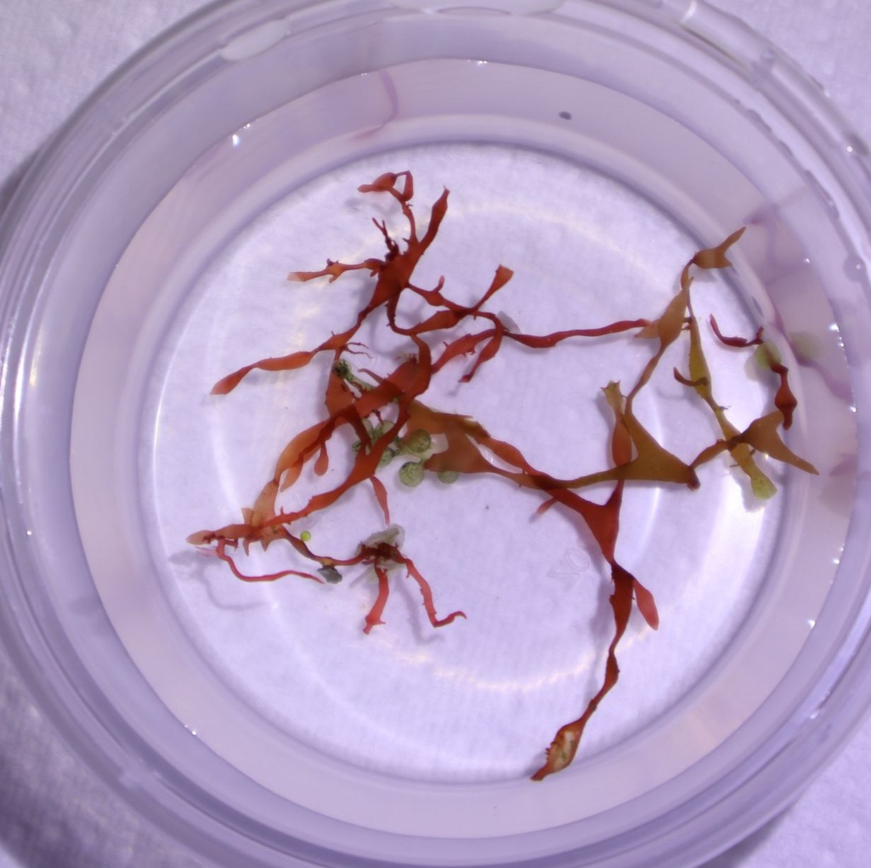 Gracilaria mammillaris