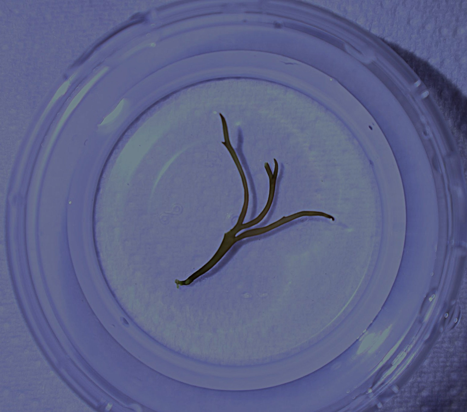 Red Ogo Algae