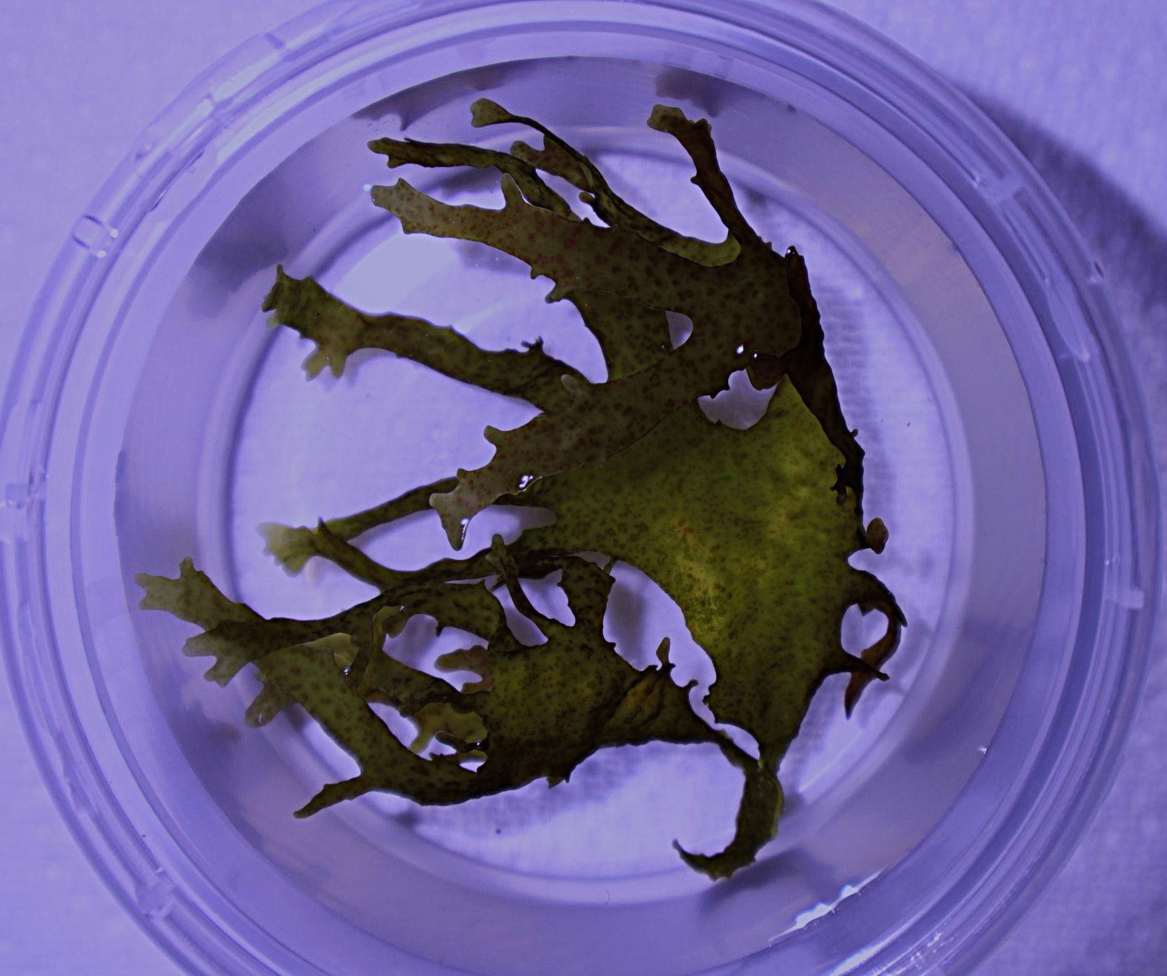 Red Carpet Algae