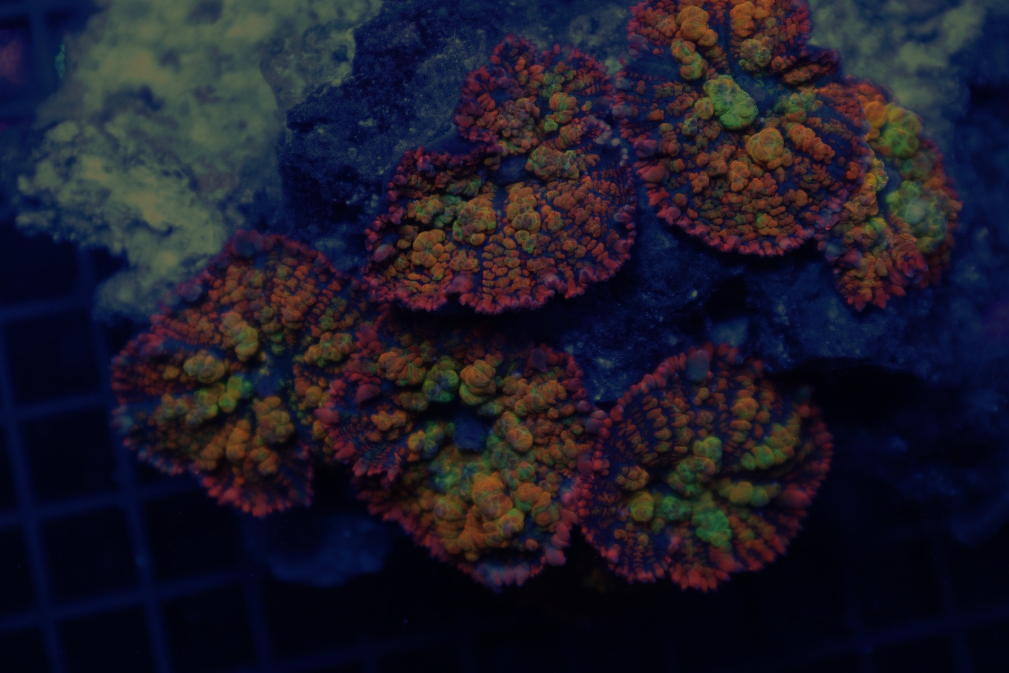 Maui Wowi Bounce Mushroom - Image 2