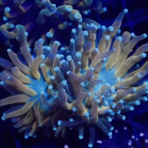 Blue Tip Tiger Torch