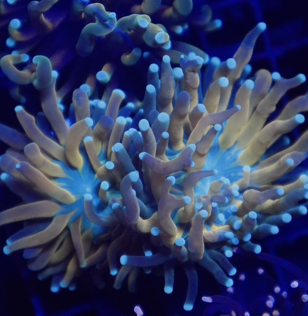 Blue Tip Tiger Torch
